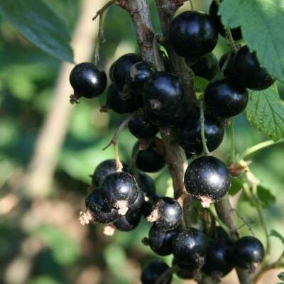 Ben Gairn *new* Blackcurrant Bushes