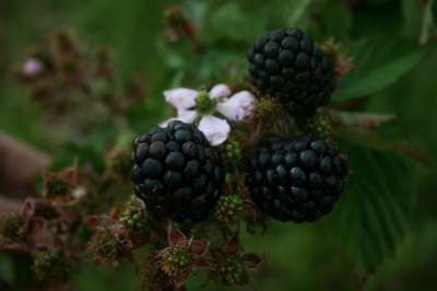 Chester Blackberry Bushes