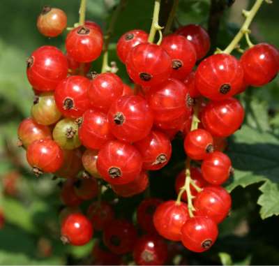 Fays Prolific Redcurrant Bushes