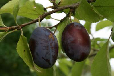 Herman Plum Trees