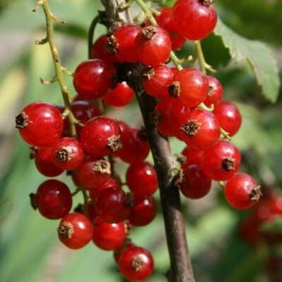 Jonkheer Van Tets Redcurrant Bushes