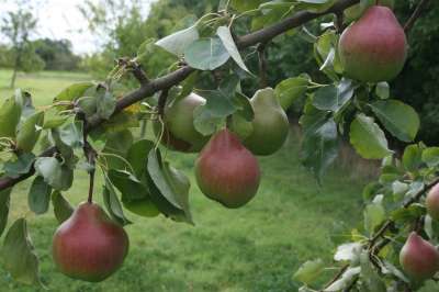 Merton Pride Pear Trees