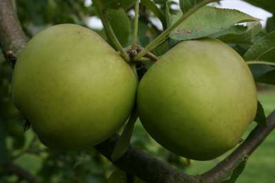 Sandringham Apple Trees