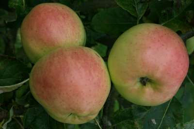 Scotch Dumpling Apple Trees