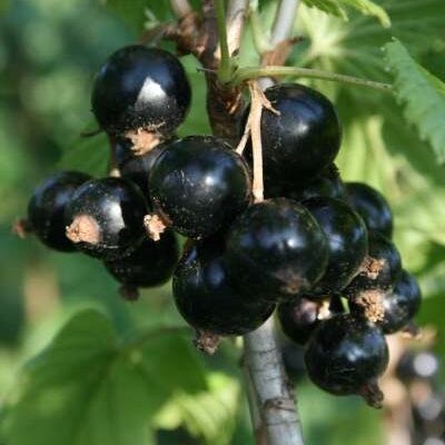 Seabrook's Black Blackcurrant Bushes