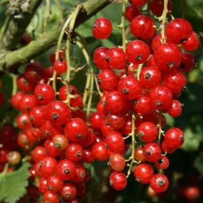 Stanza Redcurrant Bushes