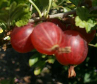 London Gooseberry Bush