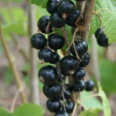 Ben Sarek Blackcurrant Bushes