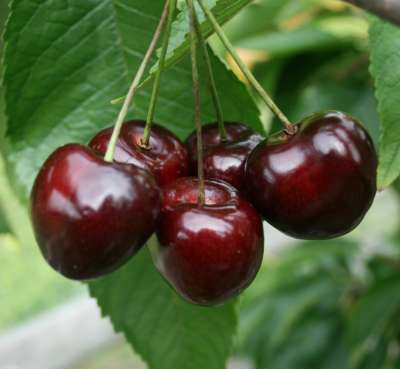 Bradbourne Black Cherry Trees