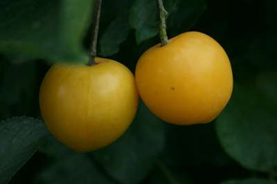 Coe's Golden Drop Plum Trees