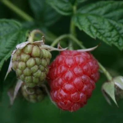 Glen Prosen Raspberry Bushes