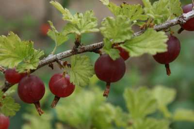 Hedgehog Gooseberry Bushes