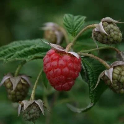 Malling Jewel Raspberry Bushes