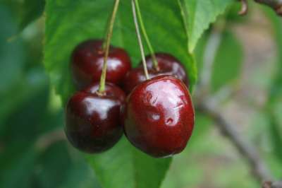 Regina Cherry Trees