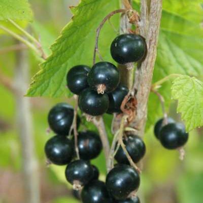 Silvergieter's Zwarte Blackcurrant Bushes