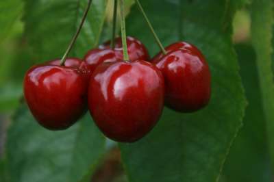 Kordia Cherry Tree