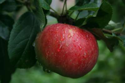 Blenheim Orange Apple Trees