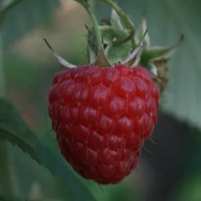 Malling Delight Raspberry Bushes