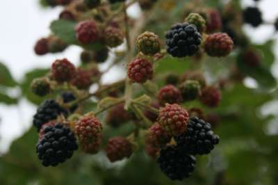 John Innes Blackberry Bushes