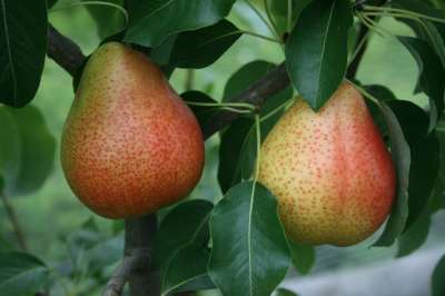 Josepene De Malines Pear Trees