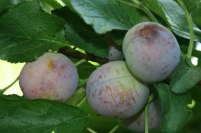 Kirkes Blue Plum Trees