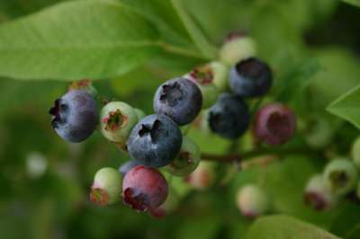 Northland Blueberry Bushes