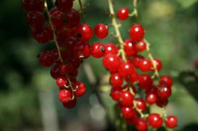 Red Lake Redcurrant Bushes