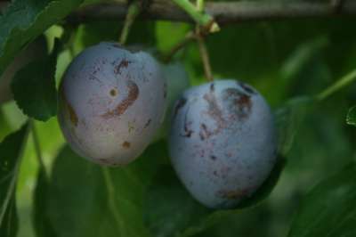 Rivers' Early Prolific Plum Trees