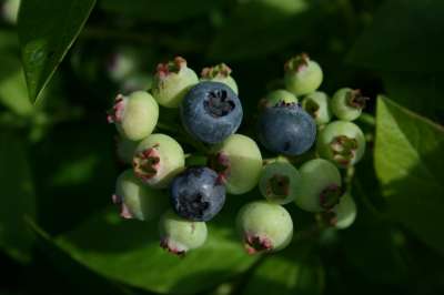 Spartan Blueberry Bushes