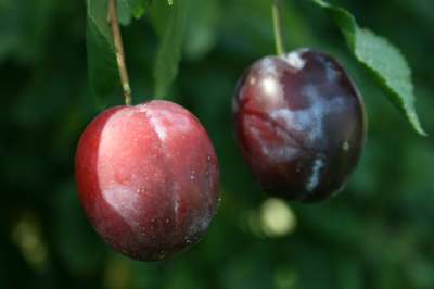 Swan Plum Trees