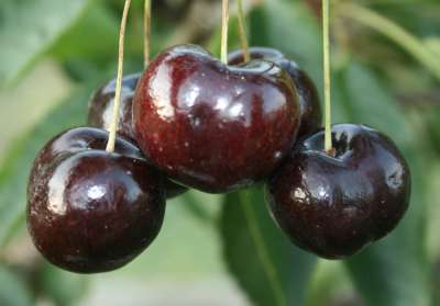 Black Oliver Cherry Trees