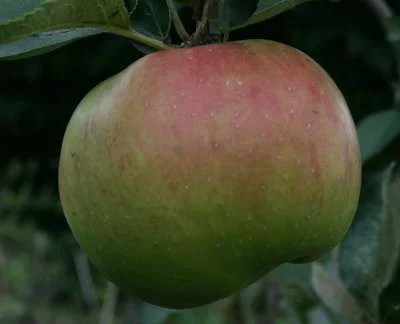 Bramley's Seedling Apple Trees