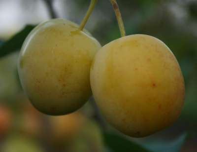 Cox's Emperor (Syn Queens Crown) Plum Trees