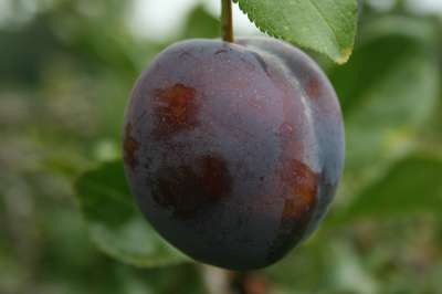 Marjorie's Seedling Plum Trees