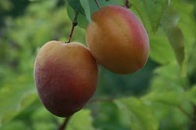 Moorpark Apricot Trees