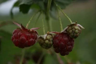 Malling Orion Raspberry Bushes