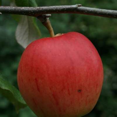 Rubinette Apple Trees