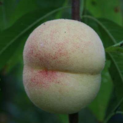 Wassenberger Peach Trees