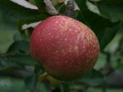 Christmas Pearmain Apple Trees