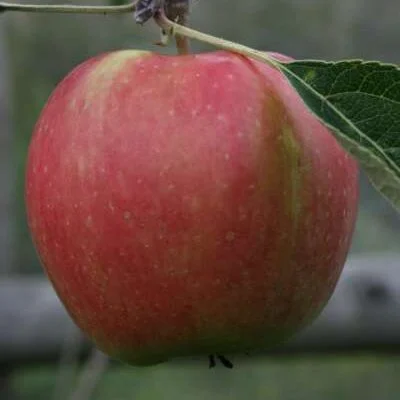 Acme Apple Trees