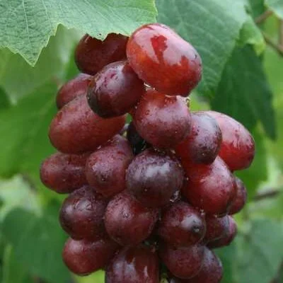 Chasselas Rose Grape Vines