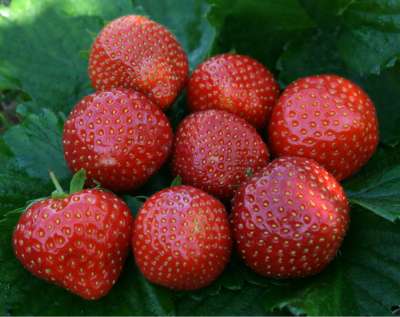 Emily Strawberry Plants