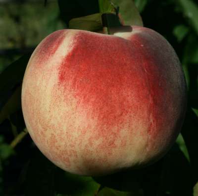 Kestrel Peach Trees