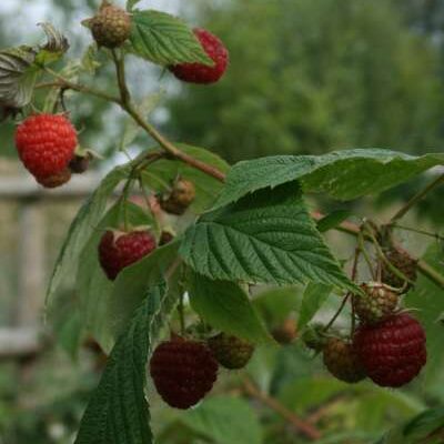 September Raspberry Bushes