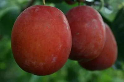 Victoria Plum Trees