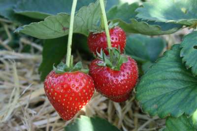 Marmalado Strawberry Plants