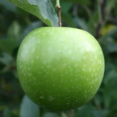 Granny Smith Spur Apple Trees