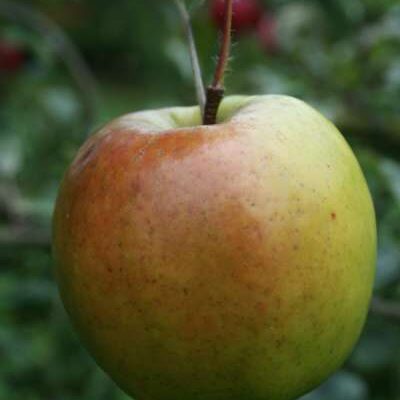 Sturmer Pippin Apple Trees