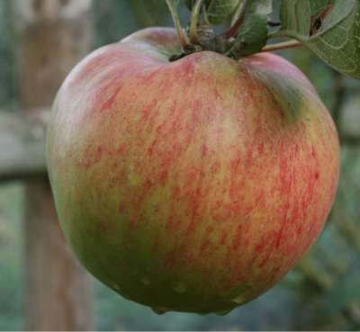 Wellington Apple Trees