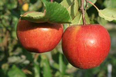 Ellison's Orange Apple Trees